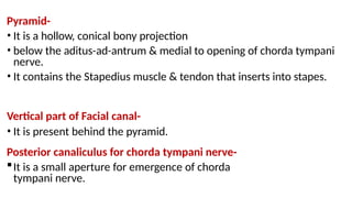 Pyramidal Prominence ANATOMY OF EXTERNAL EAR AND MIDDLE EAR.pptx