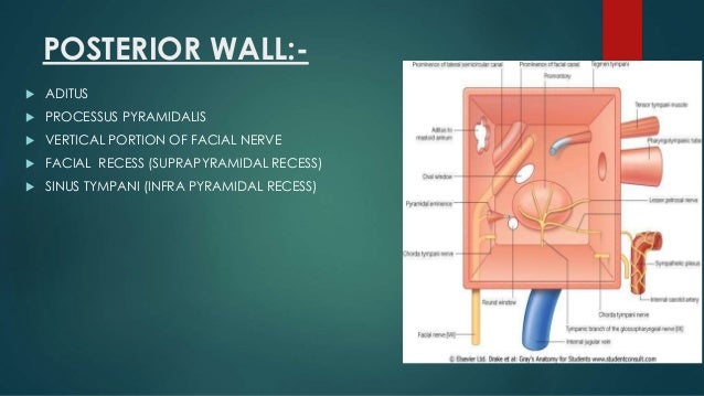 Anatomy of external n middle ear