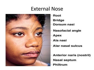 Anatomy of external nose by av sharma