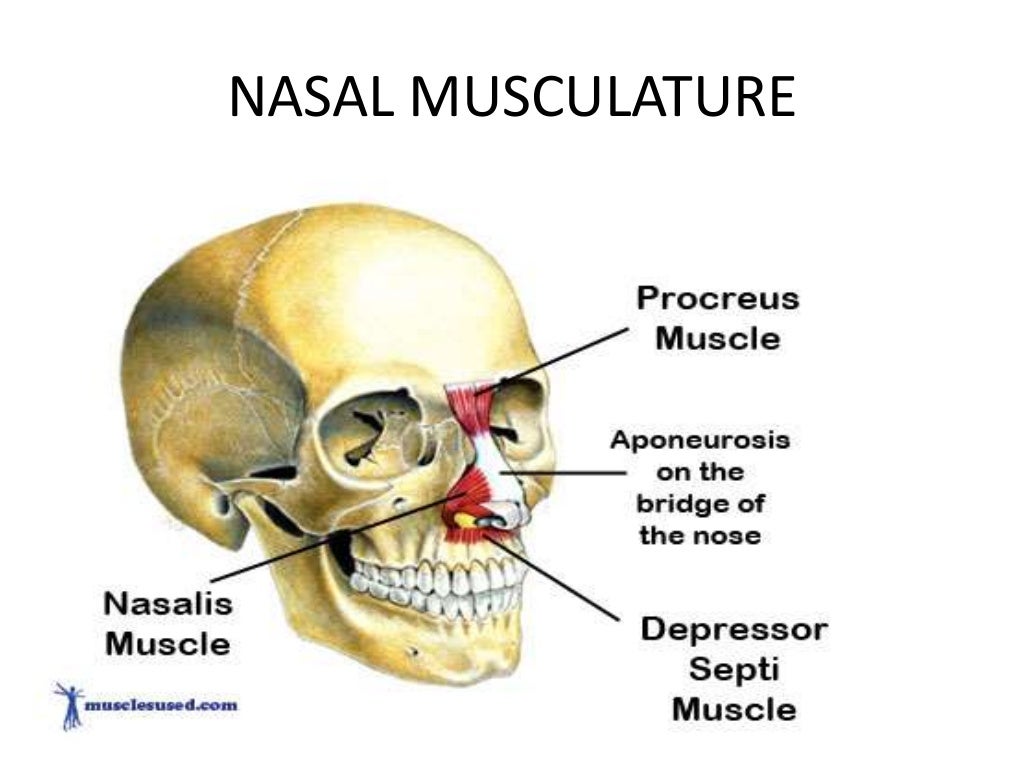 Anatomy of external nose by av sharma