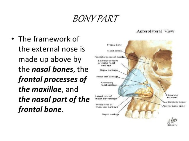 Anatomy of external nose by av sharma