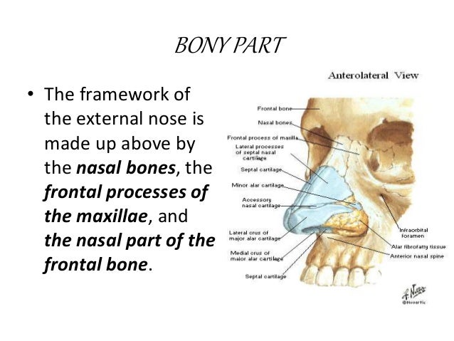 External Nose Anatomy