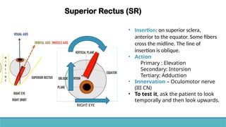 Anatomy of extra ocular muscles .pptx