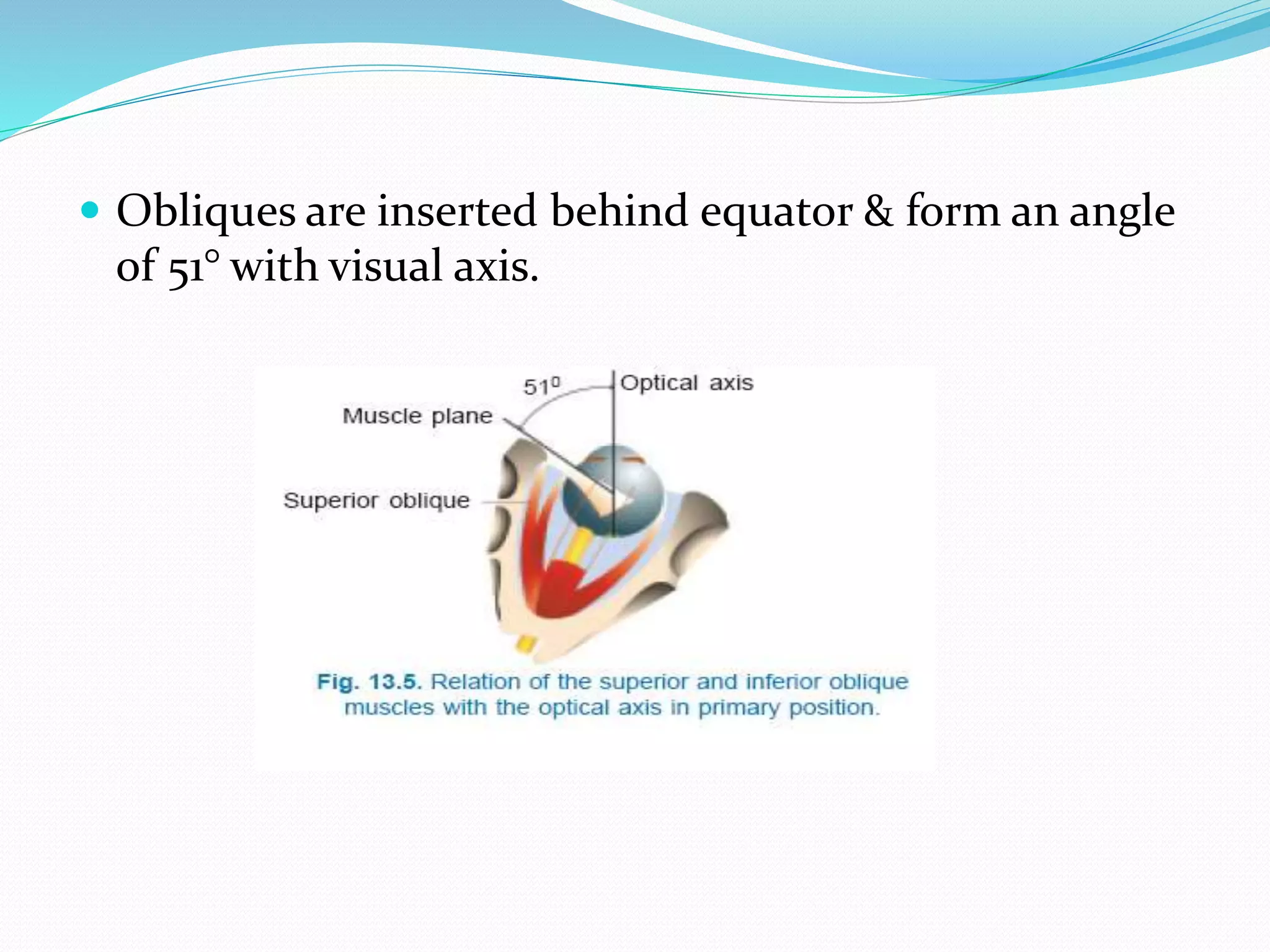  Obliques are inserted behind equator & form an angle 
of 51° with visual axis. 
 