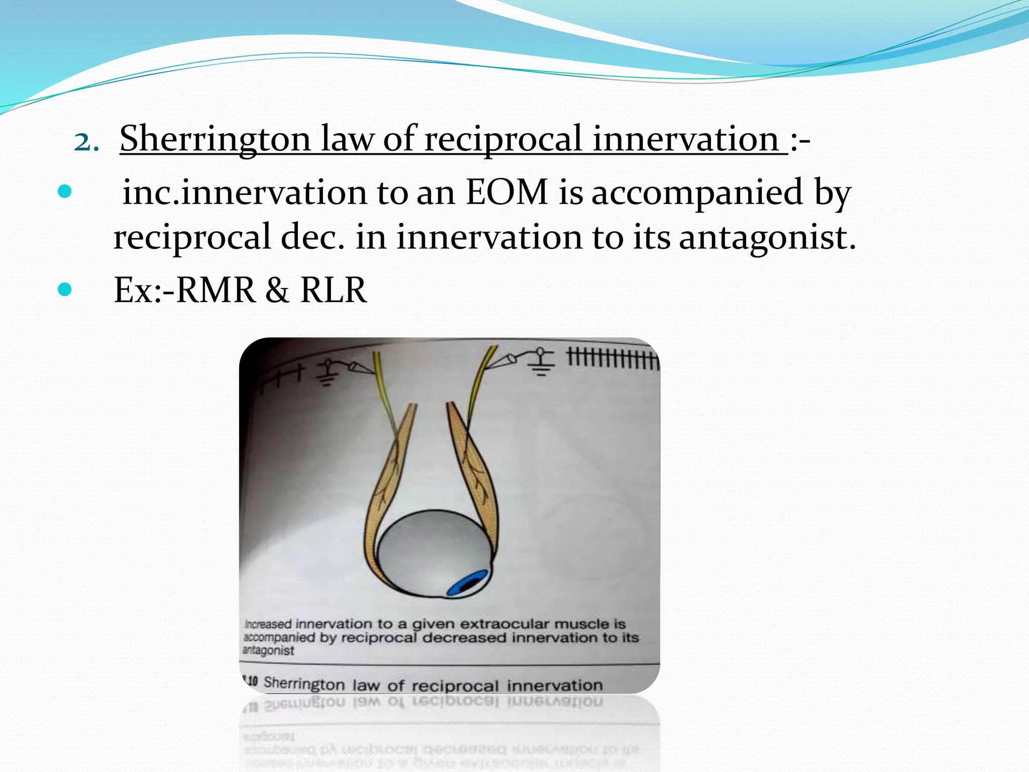 2. Sherrington law of reciprocal innervation :- 
 inc.innervation to an EOM is accompanied by 
reciprocal dec. in innervation to its antagonist. 
 Ex:-RMR & RLR 
 