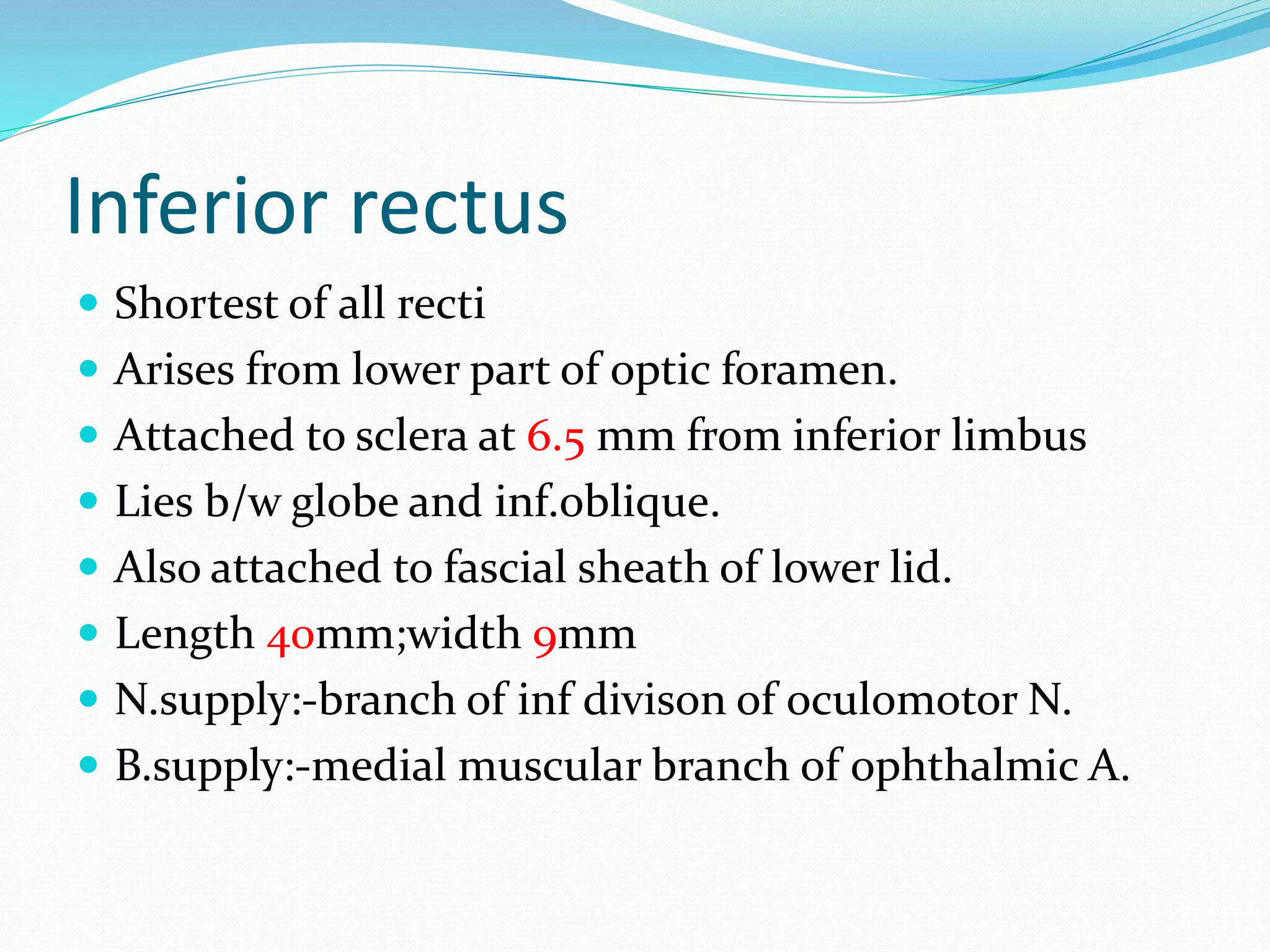 Inferior rectus 
 Shortest of all recti 
 Arises from lower part of optic foramen. 
 Attached to sclera at 6.5 mm from inferior limbus 
 Lies b/w globe and inf.oblique. 
 Also attached to fascial sheath of lower lid. 
 Length 40mm;width 9mm 
 N.supply:-branch of inf divison of oculomotor N. 
 B.supply:-medial muscular branch of ophthalmic A. 
 