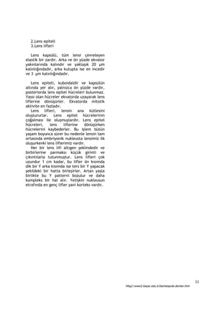 2.Lens epiteli
  3.Lens lifleri

   Lens kapsülü, tüm lensi çevreleyen
elastik bir zardır. Arka ve ön yüzde ekvator
yakınlarında kalındır ve yaklaşık 20 µm
kalınlığındadır, arka kutupta ise en incedir
ve 3 µm kalınlığındadır.

    Lens epiteli, kuboidaldir ve kapsülün
altında yer alır, yalnızca ön yüzde vardır,
posteriorda lens epitel hücreleri bulunmaz.
Yassı olan hücreler ekvatorda uzayarak lens
liflerine dönüşürler. Ekvatorda mitotik
aktivite en fazladır.
    Lens lifleri, lensin ana kütlesini
oluştururlar. Lens epitel hücrelerinin
çoğalması ile oluşmuşlardır. Lens epitel
hücreleri,    lens    liflerine   dönüşürken
hücrelerini kaybederler. Bu işlem bütün
yaşam boyunca sürer bu nedenle lensin tam
ortasında embriyonik nukleusta lensimiz ilk
oluşurkenki lens liflerimiz vardır.
    Her bir lens lifi altıgen şeklindedir ve
birbirlerine parmaksı küçük girinti ve
çıkıntılarla tutunmuştur. Lens lifleri çok
uzundur 1 cm kadar, bu lifler ön kısımda
dik bir Y arka kısımda ise ters bir Y yapacak
şekildeki bir hatta birleşirler. Artan yaşla
birlikte bu Y patterni bozulur ve daha
kompleks bir hal alır. Yetişkin nukleusun
etrafında en genç lifler yani korteks vardır.




                                                                                                   11
                                                http//:www2.bayar.edu.tr/baristoprak.dersler.htm
 