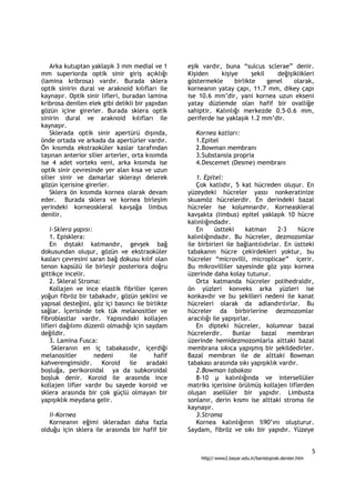 Arka kutuptan yaklaşık 3 mm medial ve 1       eşik vardır, buna “sulcus sclerae” denir.
mm superiorda optik sinir giriş açıklığı          Kişiden     kişiye      şekil    değişiklikleri
(lamina kribrosa) vardır. Burada sklera           göstermekle      birlikte     genel    olarak,
optik sinirin dural ve araknoid kılıfları ile     korneanın yatay çapı, 11.7 mm, dikey çapı
kaynaşır. Optik sinir lifleri, buradan lamina     ise 10.6 mm’dir, yani kornea uzun ekseni
kribrosa denilen elek gibi delikli bir yapıdan    yatay düzlemde olan hafif bir ovalliğe
gözün içine girerler. Burada sklera optik         sahiptir. Kalınlığı merkezde 0.5-0.6 mm,
sinirin dural ve araknoid kılıfları ile           periferde ise yaklaşık 1.2 mm’dir.
kaynaşır.
    Sklerada optik sinir apertürü dışında,           Kornea katları:
önde ortada ve arkada da apertürler vardır.          1.Epitel
Ön kısımda ekstraoküler kaslar tarafından            2.Bowman membranı
taşınan anterior silier arterler, orta kısımda       3.Substansia propria
ise 4 adet vorteks veni, arka kısımda ise            4.Descemet (Desme) membranı
optik sinir çevresinde yer alan kısa ve uzun
silier sinir ve damarlar sklerayı delerek            1. Epitel:
gözün içerisine girerler.                            Çok katlıdır, 5 kat hücreden oluşur. En
    Sklera ön kısımda kornea olarak devam         yüzeydeki hücreler yassı nonkeratinize
eder. Burada sklera ve kornea birleşim            skuamöz hücrelerdir. En derindeki bazal
yerindeki korneoskleral kavşağa limbus            hücreler ise kolumnardır. Korneaskleral
denilir.                                          kavşakta (limbus) epitel yaklaşık 10 hücre
                                                  kalınlığındadır.
    i-Sklera yapısı:                                 En      üstteki     katman     2-3    hücre
    1. Episklera:                                 kalınlığındadır. Bu hücreler, dezmozomlar
    En dıştaki katmandır, gevşek bağ              ile birbirleri ile bağlantılıdırlar. En üstteki
dokusundan oluşur, gözün ve ekstraoküler          tabakanın hücre çekirdekleri yoktur, bu
kasları çevresini saran bağ dokusu kılıf olan     hücreler “microvilli, microplicae” içerir.
tenon kapsülü ile birleşir posteriora doğru       Bu mikrovilliler sayesinde göz yaşı kornea
gittikçe incelir.                                 üzerinde daha kolay tutunur.
    2. Skleral Stroma:                               Orta katmanda hücreler polihedraldir,
    Kollajen ve ince elastik fibriller içeren     ön yüzleri konveks arka yüzleri ise
yoğun fibröz bir tabakadır, gözün şeklini ve      konkavdır ve bu şekilleri nedeni ile kanat
yapısal desteğini, göz içi basıncı ile birlikte   hücreleri olarak da adlandırılırlar. Bu
sağlar. İçerisinde tek tük melanositler ve        hücreler da birbirlerine dezmozomlar
fibroblastlar vardır. Yapısındaki kollajen        aracılığı ile yapışırlar.
lifleri dağılımı düzenli olmadığı için saydam        En dipteki hücreler, kolumnar bazal
değildir.                                         hücrelerdir.      Bunlar    bazal     membran
    3. Lamina Fusca:                              üzerinde hemidezmozomlarla alttaki bazal
     Skleranın en iç tabakasıdır, içerdiği        membrana sıkıca yapışmış bir şekildedirler.
melanositler         nedeni     ile       hafif   Bazal membran ile de alttaki Bowman
kahverengimsidir. Koroid ile aradaki              tabakası arasında sıkı yapışıklık vardır.
boşluğa, perikoroidal ya da subkoroidal              2.Bowman tabakası
boşluk denir. Koroid ile arasında ince               8-10 µ kalınlığında ve intersellüler
kollajen lifler vardır bu sayede koroid ve        matriks içerisine örülmüş kollajen liflerden
sklera arasında bir çok güçlü olmayan bir         oluşan asellüler bir yapıdır. Limbusta
yapışıklık meydana gelir.                         sonlanır, derin kısmı ise alttaki stroma ile
                                                  kaynaşır.
   ii-Kornea                                         3.Stroma
   Korneanın eğimi skleradan daha fazla              Kornea kalınlığının %90’ını oluşturur.
olduğu için sklera ile arasında bir hafif bir     Saydam, fibröz ve sıkı bir yapıdır. Yüzeye


                                                                                                          5
                                                       http//:www2.bayar.edu.tr/baristoprak.dersler.htm
 