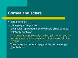 Cornea and sclera
 The sclera is :
- principally collagenous,
- avascular (apart from some vessels on its surface)
- relatively acellular.
It is perforated posteriorly by the optic nerve, and by
sensory and motor nerves and blood vessels to the
eyeball.
The cornea and sclera merge at the corneal edge
(the limbus).
 