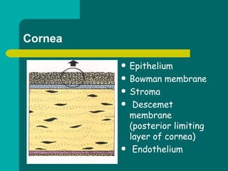 Cornea
 Epithelium
 Bowman membrane
 Stroma
 Descemet
membrane
(posterior limiting
layer of cornea)
 Endothelium
 