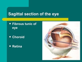 Sagittal section of the eye
 Fibrous tunic of
eye
 Choroid
 Retina
 