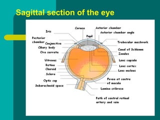 Sagittal section of the eye
 