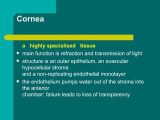 Cornea
a highly specialised tissue
 main function is refraction and transmission of light
 structure is an outer epithelium, an avascular
hypocellular stroma
and a non-replicating endothelial monolayer
 the endothelium pumps water out of the stroma into
the anterior
chamber; failure leads to loss of transparency
 