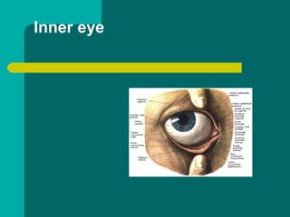 Inner eye
 