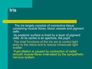 Iris
The iris largely consists of connective tissue
containing muscle fibres, blood vessels and pigment
cells.
Its posterior surface is lined by a layer of pigment
cells. At its centre is an aperture, the pupil.
The chief functions of the iris are to control light
entry to the retina and to reduce intraocular light
scatter.
Pupil dilation is caused by contraction of radial
smooth muscle fibres innervated by the sympathetic
nervous system.
 