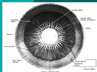 Радужка, вид снизу
 