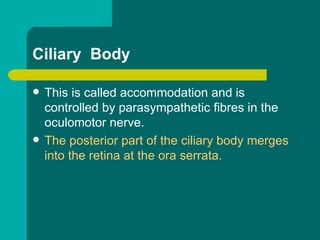Ciliary Body
 This is called accommodation and is
controlled by parasympathetic fibres in the
oculomotor nerve.
 The posterior part of the ciliary body merges
into the retina at the ora serrata.
 