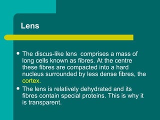Lens
 The discus-like lens comprises a mass of
long cells known as fibres. At the centre
these fibres are compacted into a hard
nucleus surrounded by less dense fibres, the
cortex.
 The lens is relatively dehydrated and its
fibres contain special proteins. This is why it
is transparent.
 