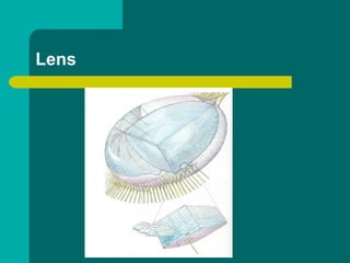 Lens
 