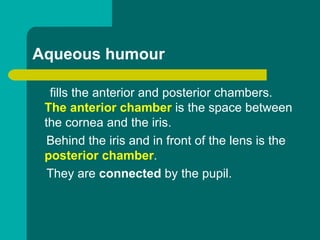 Aqueous humour
fills the anterior and posterior chambers.
The anterior chamber is the space between
the cornea and the iris.
Behind the iris and in front of the lens is the
posterior chamber.
They are connected by the pupil.
 