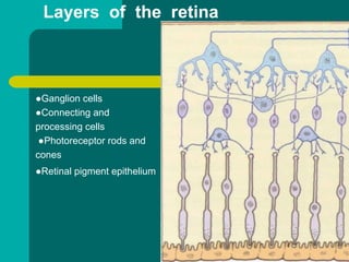●Ganglion cells
●Connecting and
processing cells
●Photoreceptor rods and
cones
●Retinal pigment epithelium
Layers of the retina
 
