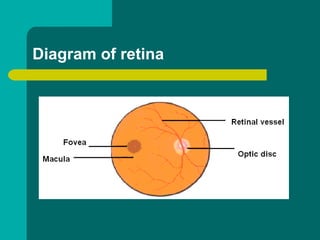 Diagram of retina
 