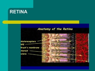 RETINA
 