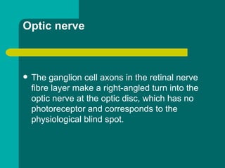 Optic nerve
 The ganglion cell axons in the retinal nerve
fibre layer make a right-angled turn into the
optic nerve at the optic disc, which has no
photoreceptor and corresponds to the
physiological blind spot.
 