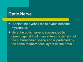 Optic Nerve
 Behind the eyeball these axons become
myelinated.
 Here the optic nerve is surrounded by
cerebrospinal fluid in an anterior extension of
the subarachnoid space and is protected by
the same membranous layers as the brain.
 