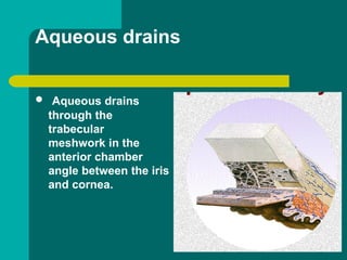 Aqueous drains
 Aqueous drains
through the
trabecular
meshwork in the
anterior chamber
angle between the iris
and cornea.
 