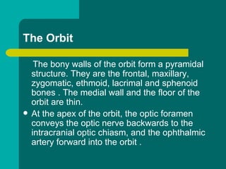 The Orbit
The bony walls of the orbit form a pyramidal
structure. They are the frontal, maxillary,
zygomatic, ethmoid, lacrimal and sphenoid
bones . The medial wall and the floor of the
orbit are thin.
 At the apex of the orbit, the optic foramen
conveys the optic nerve backwards to the
intracranial optic chiasm, and the ophthalmic
artery forward into the orbit .
 