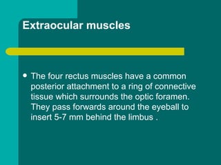 Extraocular muscles
 The four rectus muscles have a common
posterior attachment to a ring of connective
tissue which surrounds the optic foramen.
They pass forwards around the eyeball to
insert 5-7 mm behind the limbus .
 