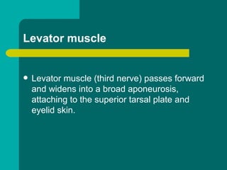 Levator muscle
 Levator muscle (third nerve) passes forward
and widens into a broad aponeurosis,
attaching to the superior tarsal plate and
eyelid skin.
 