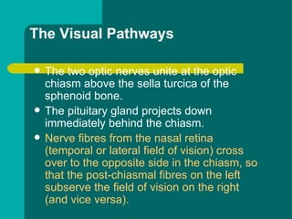 The Visual Pathways
 The two optic nerves unite at the optic
chiasm above the sella turcica of the
sphenoid bone.
 The pituitary gland projects down
immediately behind the chiasm.
 Nerve fibres from the nasal retina
(temporal or lateral field of vision) cross
over to the opposite side in the chiasm, so
that the post-chiasmal fibres on the left
subserve the field of vision on the right
(and vice versa).
 