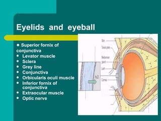 ● Superior fornix of
conjunctiva
 Levator muscle
 Sclera
 Grey line
 Conjunctiva
 Orbicularis oculi muscle
 Inferior fornix of
conjunctiva
 Extraocular muscle
 Optic nerve
Eyelids and eyeball
 