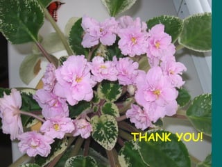 THANK YOU !
THANK YOU!
 