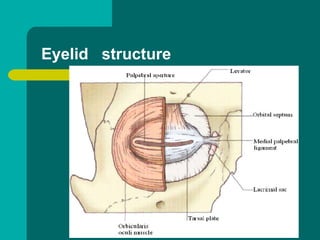 Eyelid structure
 