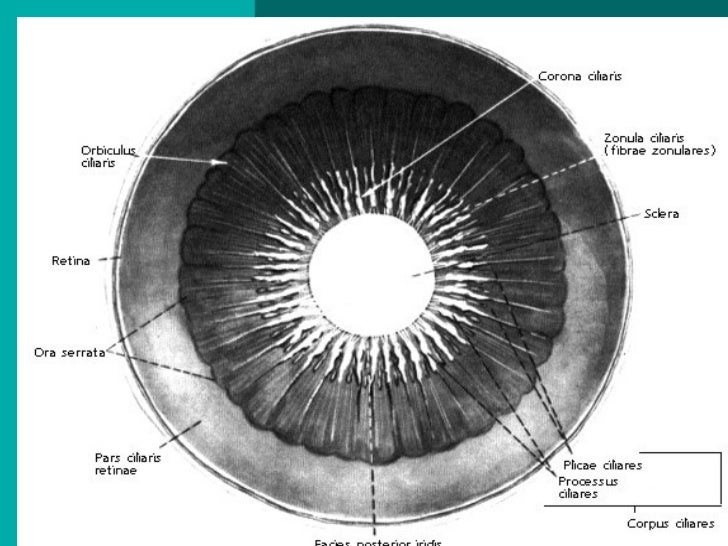 Anatomy of eye diagram uvea 
