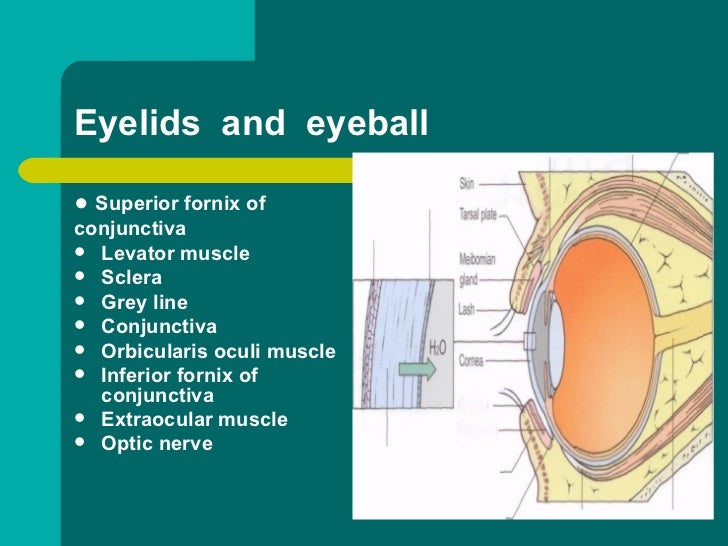 Anatomy of eye