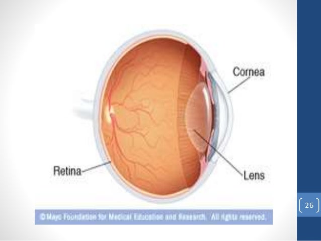 Anatomy Of Eye