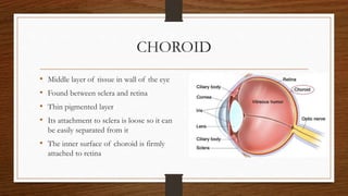 ANATOMY & PHYSIOLOGY OF EYE.pptx