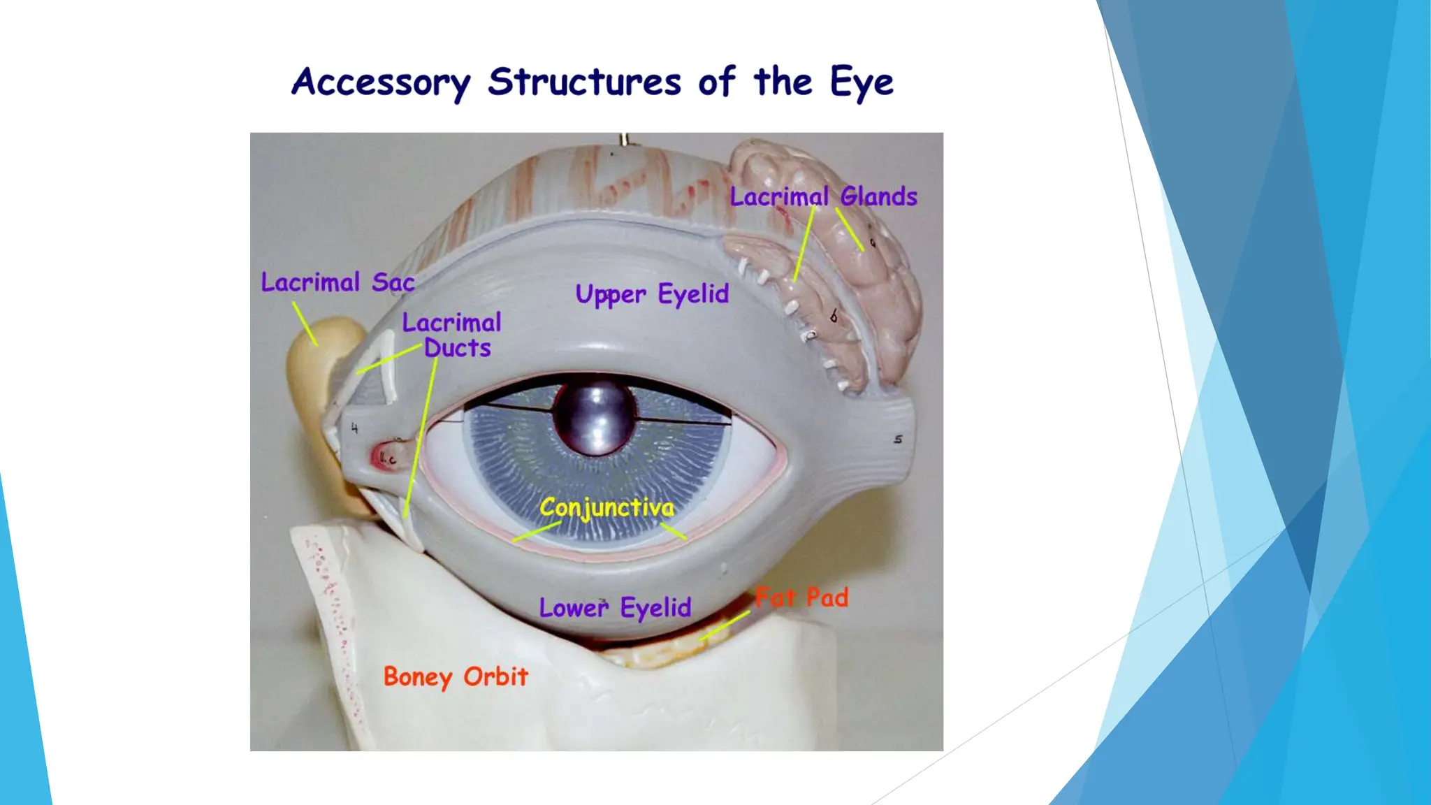 Vision Structures Accessory Structures Of The Eye Model Vision And The Eye’s Anatomy