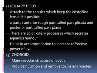 ANATOMY OF EYE - ophthalmology.pptx