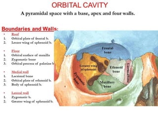 ANATOMY OF EYE - ophthalmology.pptx