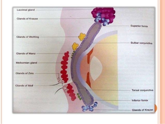 Anatomy of eyeball