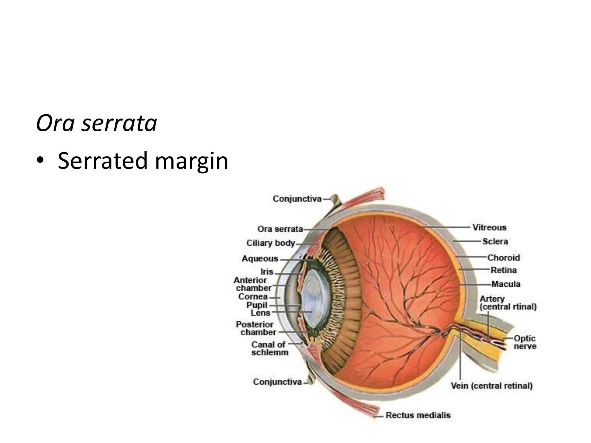 anatomy-of-eyeball-assignment-presentation-ppt