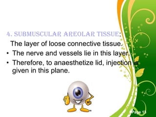 Anatomy of eyelid | PPT