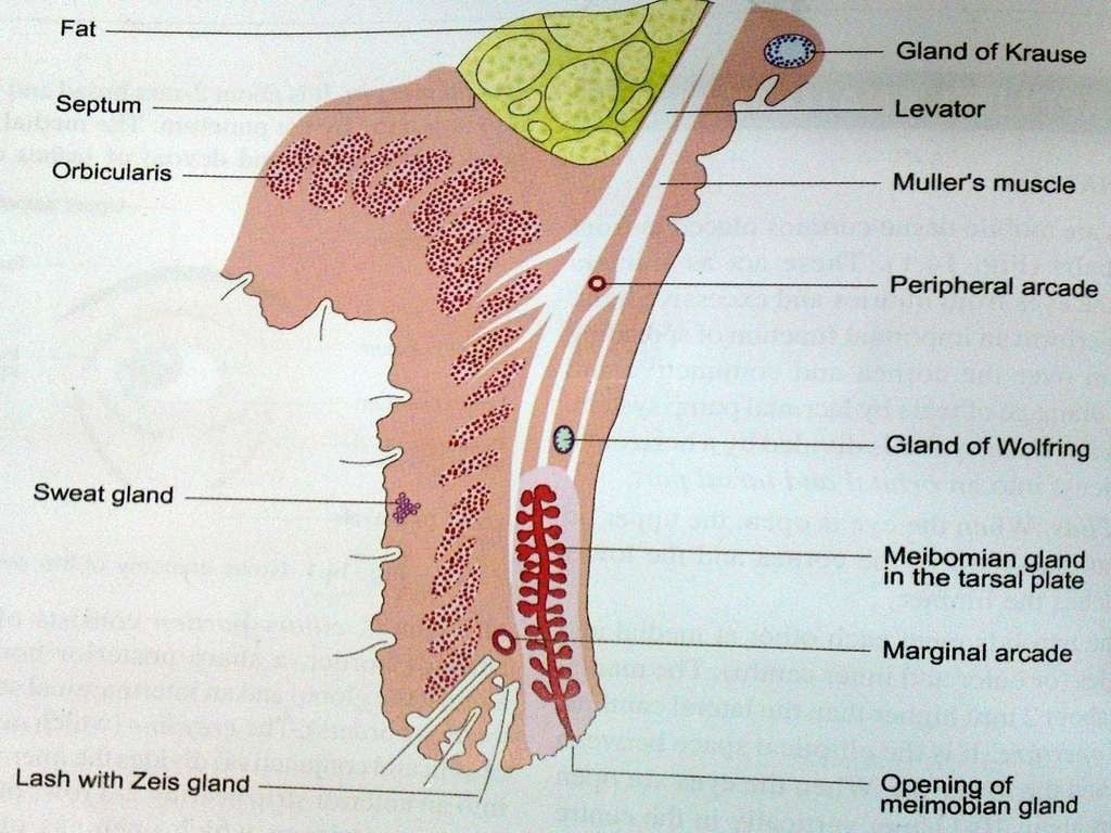 Anatomy of eyelid