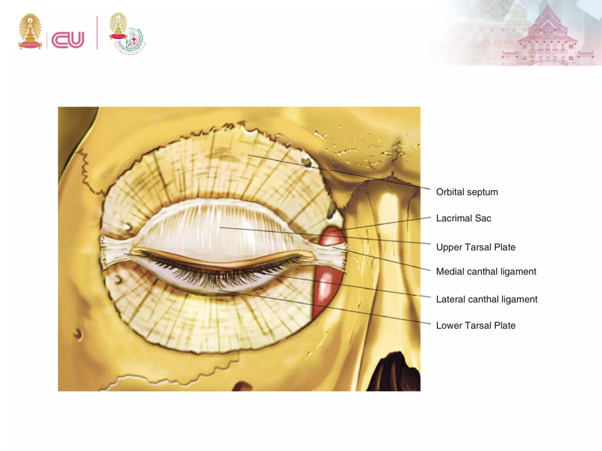 Anatomy of Eyelid | PDF
