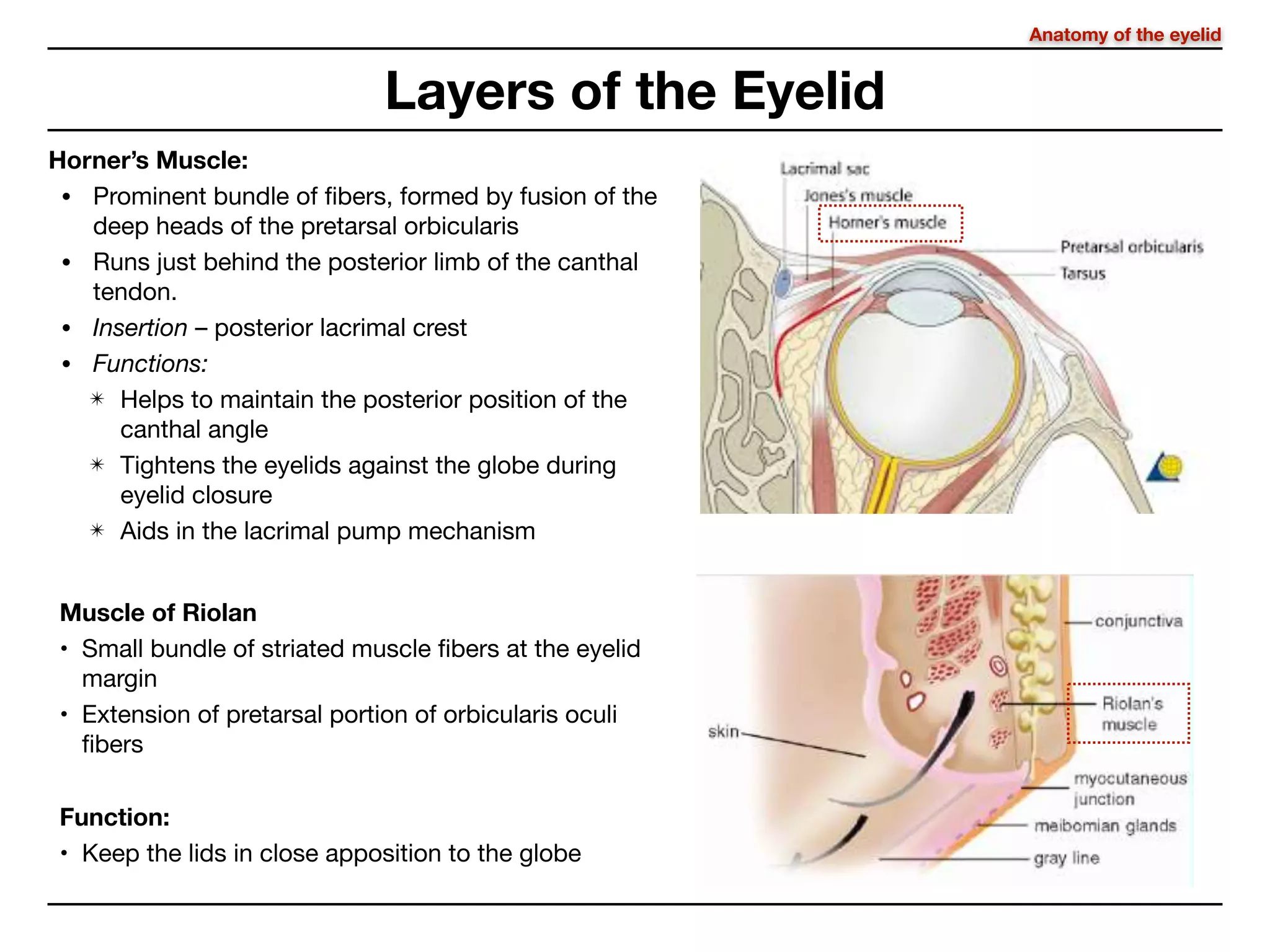 Lid Rim Anatomy of eyelid | PDF